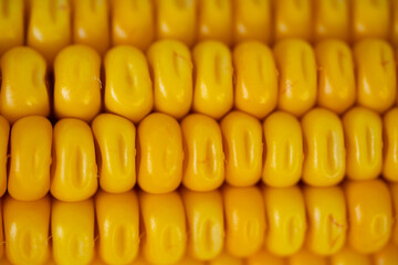 Golden corn kernels on ripe cobs, natural detail, healthy eating, rustic crop, fresh from field, vegetarian diet, summer agriculture