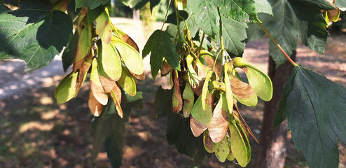 Close-up of green and brown seeds of acer pseudoplatanus or acer opalus. Panorama.