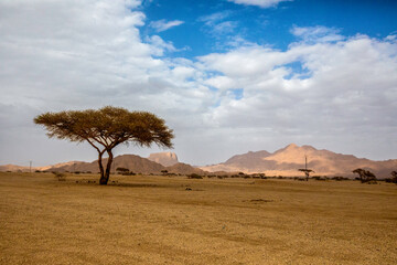 A lone acacia tree stands gracefully in the vast desert of southern Algeria, symbolizing resilience...
