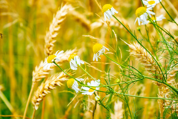 Golden ripe wheat field ready for organic harvest, ripe wheat ears, agricultural abundance and food...