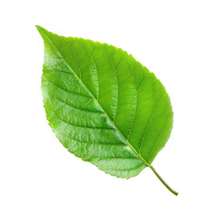 Obraz premium Close-up of a vibrant green leaf (2)