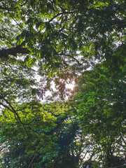 forest in the morning