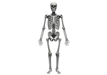 Obraz premium Isolated Human Skeleton Anatomical Study