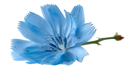 blue flower isolated on white