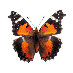 Fototapeta premium Close-up of a vibrant orange and black butterfly
