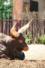 bull in the zoo
