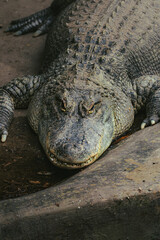 alligator in the zoo