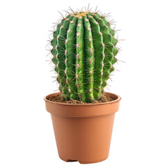 A rounded cactus in a terracotta pot