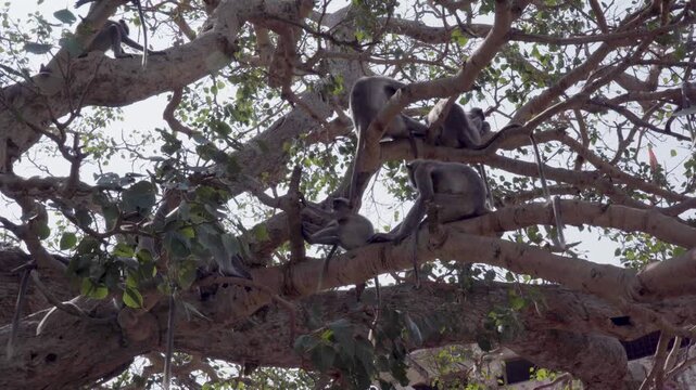 Daytime footage of gray langurs (Semnopithecus entellus) resting on tree branches in India. Captures their social behavior and tranquil group dynamics in natural surroundings.