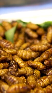 mealworms , meal worms , superworm isolated larva, larvae Stages of the meal worm life cycle of a mealworm, super worm , superworms, super worms.insects, insect, bugs, bug, animals, animal