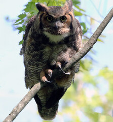 Great Horned Owl Bubo virginianus spotting its prey