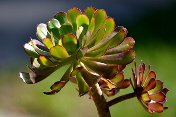 close up of a cactus