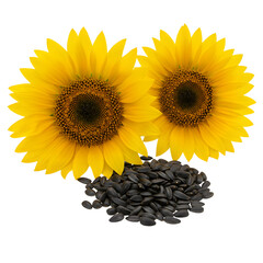 Sunflowers with Black Seeds on Transparent Background