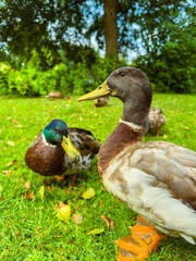 Enjoy a CloseUp View of Ducks in a Beautiful, Lush Green Park Environment  Captivating Nature Wildlife Photography Featuring these Charming Avian Creatures in Their Natural Habitat