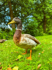 A duck majestically standing in the lush green grass, surrounded by a picturesque and scenic natural background that highlights the beauty of the outdoors and peaceful rural environments