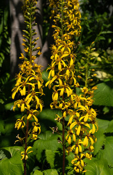 Beautiful Clusters of Yellow/Gold Siberian Ligularia Flowers Blooming in a Garden