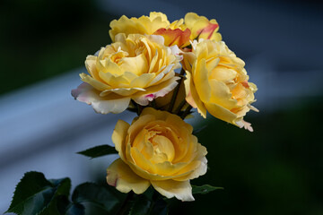 Yellow roses blooming, Norwegian summer, close-up, Lampion