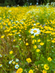 A Vibrant Wildflower Meadow in Full Bloom, Showcasing Colorful Daisies and Sunny Yellow Buttercups, Creates a Beautiful and Peaceful Outdoor Landscape that Represents the Essence of Nature