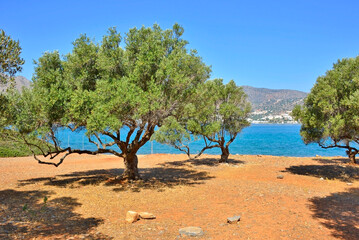 A grove of olive trees, Crete island, Greece