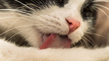 Tuxedo cat licking itself, close-up ideal for illustrating hygiene, natural behavior and pet care.