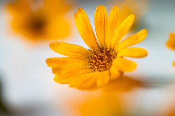 calendula officinalis or marigold flower on white