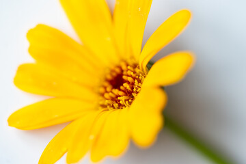 calendula officinalis or marigold flower on white