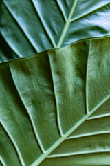 green leaves abstract close up