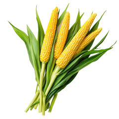 Freshly harvested corn cobs with vibrant yellow kernels and green leaves on a white background