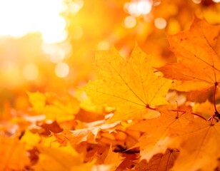 Fototapeta premium Autumn leaves bathed in sunlight