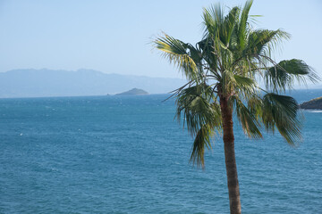 Coastal view with palm tree against a clear blue ocean and distant mountains on a sunny day