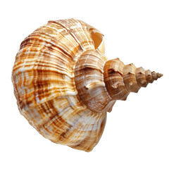 Obraz premium A detailed close-up of a seashell