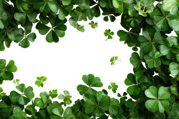 Exploring green nature clovers close-up. Isolated on transparent background, png.