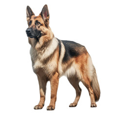 german shepherd dog