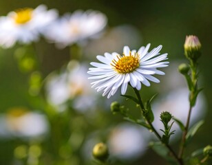 Obraz premium Close-up of white flowers in soft focus