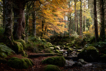Fototapeta premium Autumnal woodland scene in the highlands
