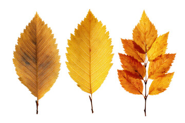 Fototapeta premium Collecting autumn leaves nature photography outdoor close-up. Isolated on transparent background, png.