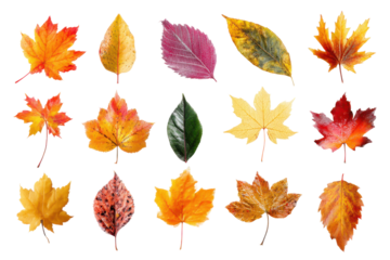 Autumn leaves display nature park photo collection outdoor close-up. Isolated on transparent background, png.