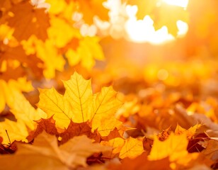 Autumn leaves in golden sunlight
