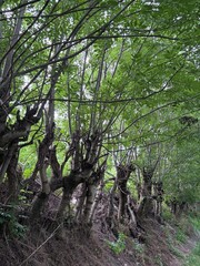 Rural forest path lined with pollarded trees and lush green vegetation on a summer day, peaceful natural countryside trail surrounded by dense greenery and overgrown hedgerow.
