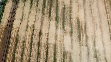 wheat agricultural fields shot on drone canada 