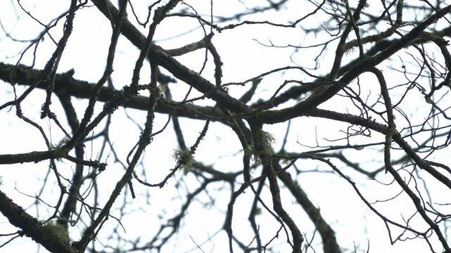 Close-up of dead tree branches in natural forest
