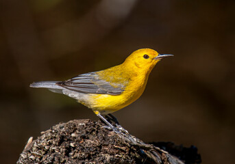 Prothonotary Warbler