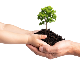 Adult & Child Hands Holding Tree Seedling - Isolated on White Background