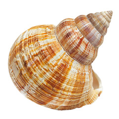 Fototapeta premium Close-up of a beautiful seashell