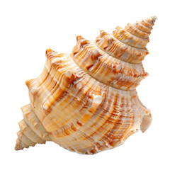 Obraz premium Close-up of a beautiful seashell (1)