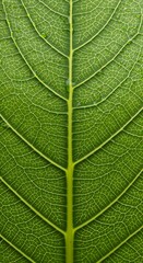 Obraz premium Close-up Green Leaf Showing Detailed Veins and Texture in Natural Light