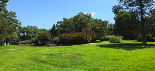 Trees in the park