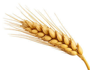Golden Wheat Stalk - Isolated on White Background