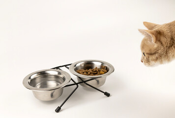 The red cat approaches the metal bowls of dry cat food and water. The concept of food for animals.