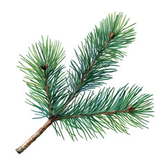 A detailed illustration of a pine branch showcasing vibrant green needles against a transparent background